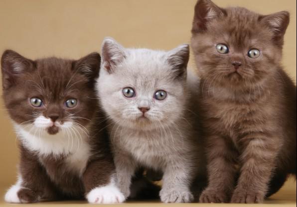 Trīs jauki kaķēni  Murrr Autors: Aleksa Bažbauere   Jaukie murrātāji🐱