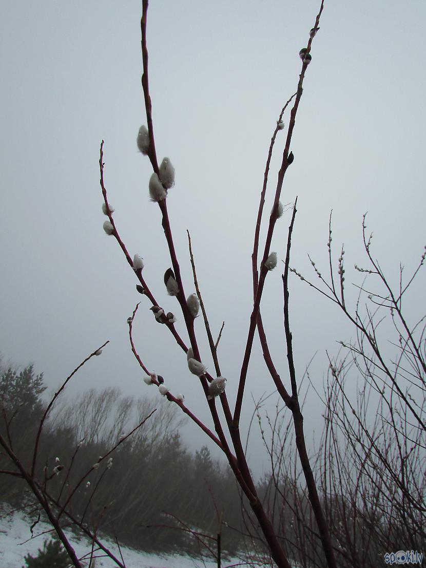  Autors: pyrathe Ziema pārvēršas... pārvēršas ziema... plaukstošā pavasarī