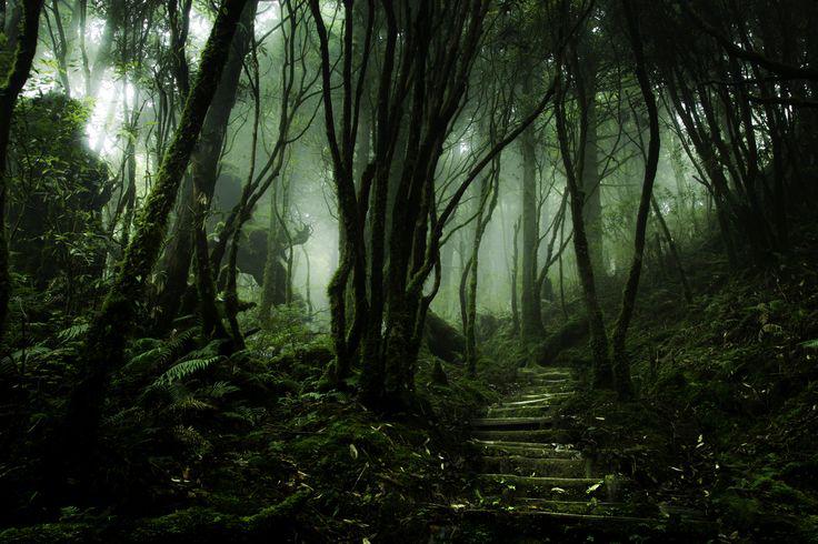 Chinese Hemlock Trail... Autors: princeSS Elpu aizraujoši meži,kuri izskatās kā no pasakas.