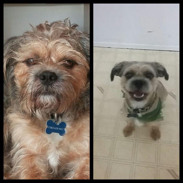  Autors: Fosilija Suņi pirms un pēc friziera apmeklējuma