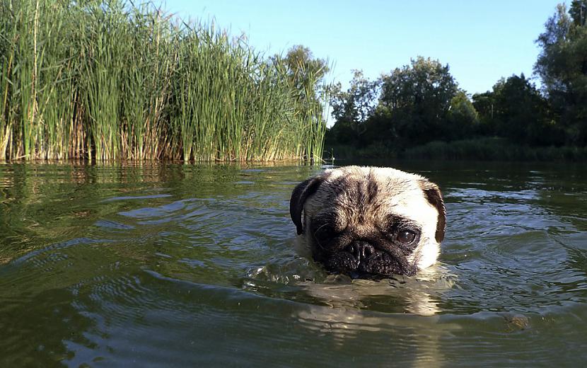 Mopsis peldās Myulvasser upē... Autors: ezkins Cilvēka un suņa draudzības svētki