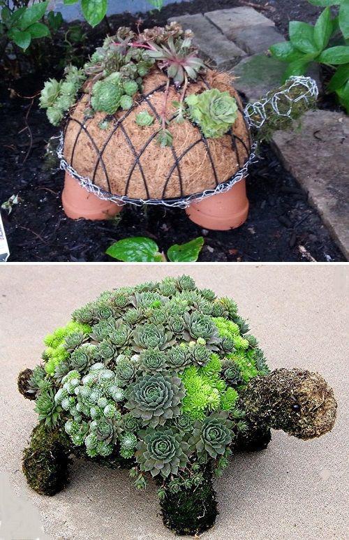 Sukulentu bruņurupucisPar viņu... Autors: 100 A 20 iedvesmojošas idejas dārza dekorēšanai!