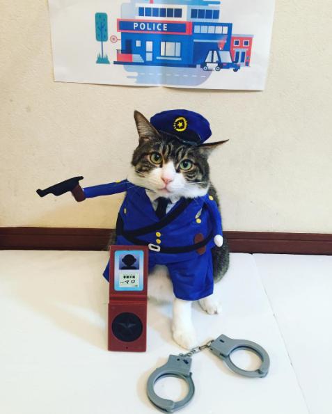  Autors: cocosik@ru Lielākā daļa pacientu kaķis pasaulē