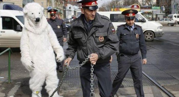 Pat dzīvniekus ved uz cietumu... Autors: Emchiks Iespējams tikai Krievijā 13