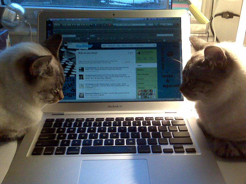 Saņem Autors: Blūberijs Neapsmej kaķus, internets tevi noliks pie vietas!