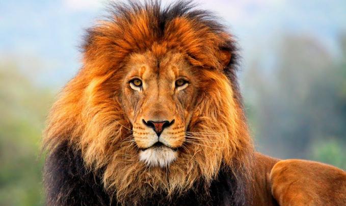 Lauva savvaļā nogalina... Autors: exkluzīvais Neticami! Fakti par dzīvniekiem...