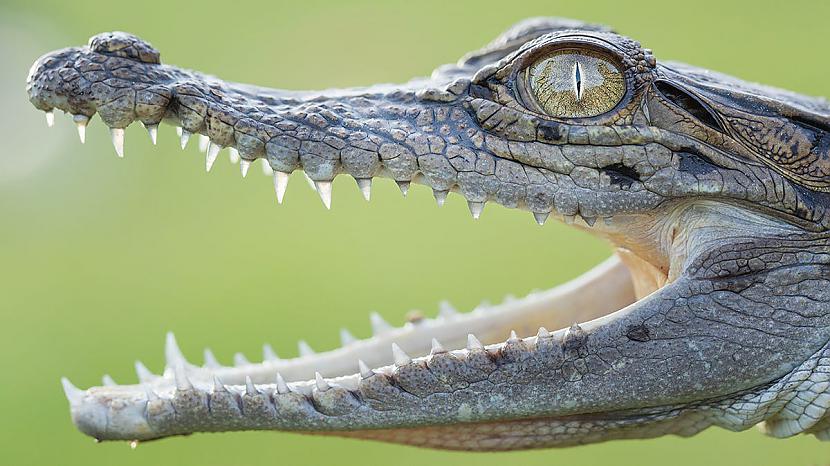 Aligatora mūža ilgums var... Autors: exkluzīvais Neticami! Fakti par dzīvniekiem (2)