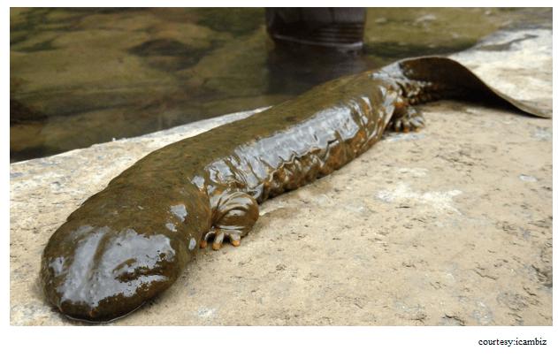 Ķīniescaronu milzu salamandras... Autors: Misters Ēna 14 random fakti