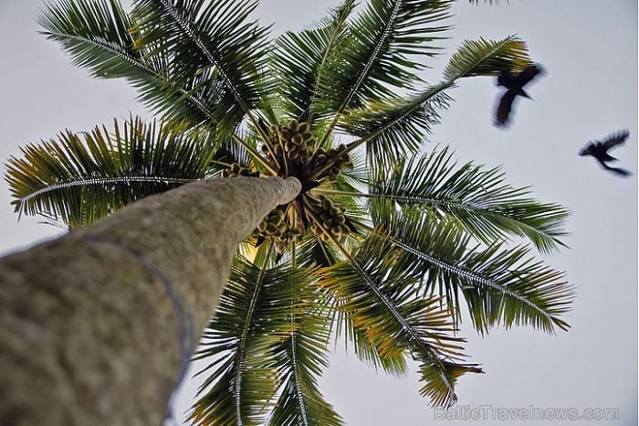 Kokospalma ir vienīgā suga... Autors: Fosilija Kokospalma.