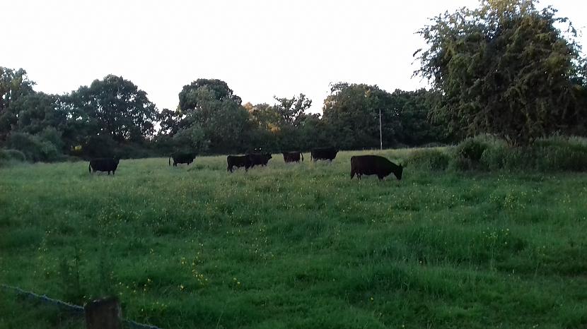 Nostūris ar govīm kuras mani... Autors: Griffith Šī vakara skati.