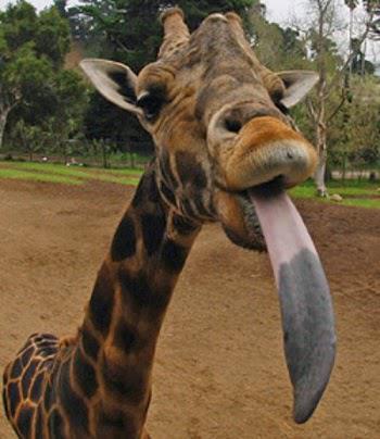 Žirafe var izmazgāt pati savas... Autors: kaķūns Divas saujas dažādu lietu, kas varbūt kādreiz noderēs