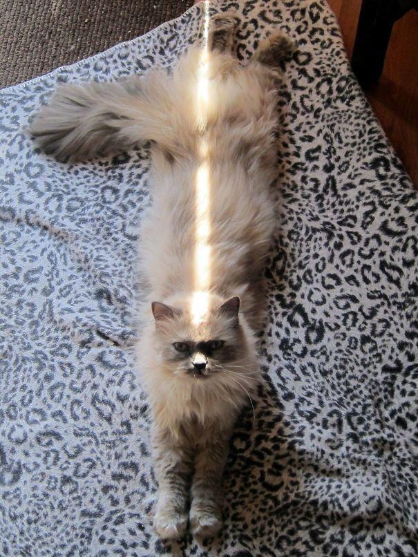  Autors: pankeeik 29 kaķi, kuriem labāk patīk sauļoties