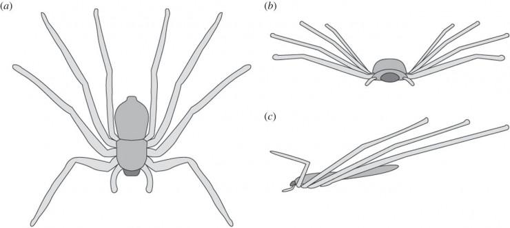 Visbeidzot zinātnieki... Autors: Zirnrēklis Lidojošo zirnekļu suga