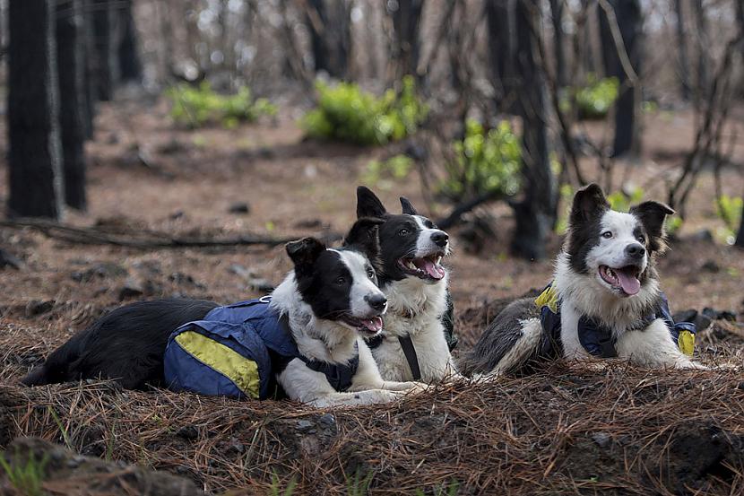 Suņiem tiek piestiprinātas... Autors: GargantijA Suņa darbs – stādīt mežu