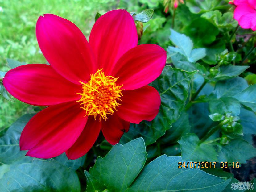 Oranži sarkana dālija Autors: rasiks Atkal kāda puķe sirdi priecē