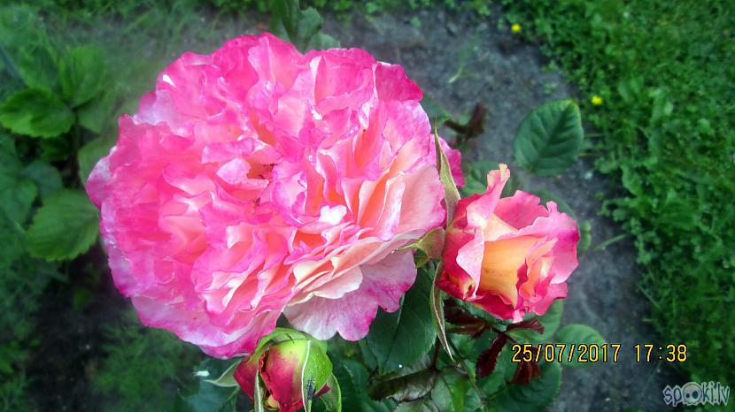 Scarono rozi man pagājuscaronā... Autors: rasiks Atkal kāda puķe sirdi priecē
