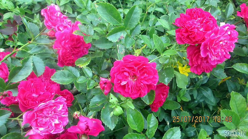 Klājeniskā roze jau visu celmu... Autors: rasiks Atkal kāda puķe sirdi priecē