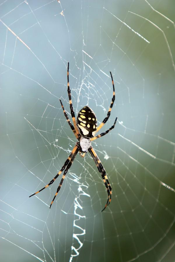Sākotnēji biologi domāja ka... Autors: Zirnrēklis Kā zirnekļi pārvietojas kājām gaisā?