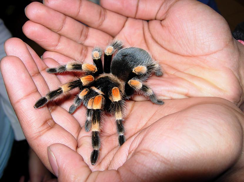 Brachypelma hamorii... Autors: Zirnrēklis Daži seksīgi zirnekļi