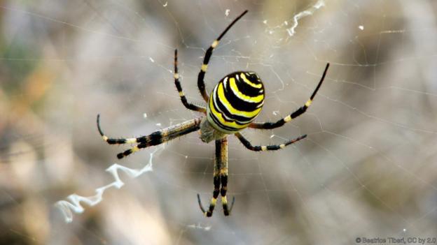 Wasp spider  lapseņu zirneklis... Autors: Zirnrēklis Daži seksīgi zirnekļi