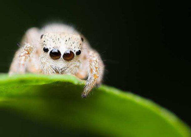 Īsts skaistulis Lēcējzirnekļa... Autors: Zirnrēklis Daži seksīgi zirnekļi