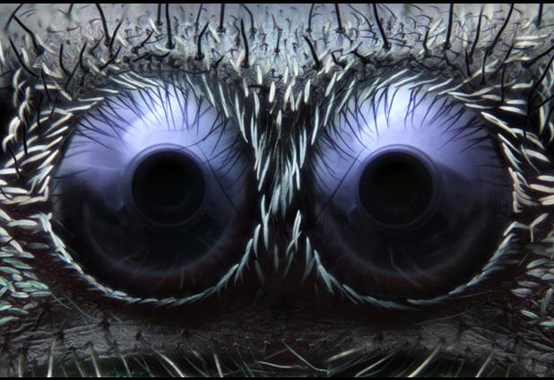 Acs tīklenei kas atrodas acs... Autors: Zirnrēklis Kā darbojas zirnekļu redze?
