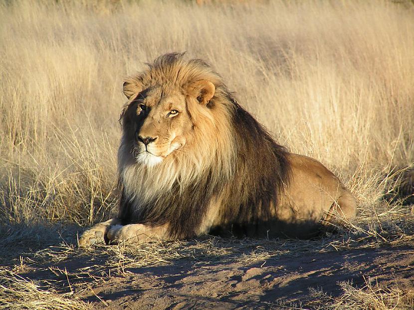 Savvaļā lauvu tēviņi nodzīvo... Autors: Fosilija Interesanti fakti par jebko! 1. daļa!