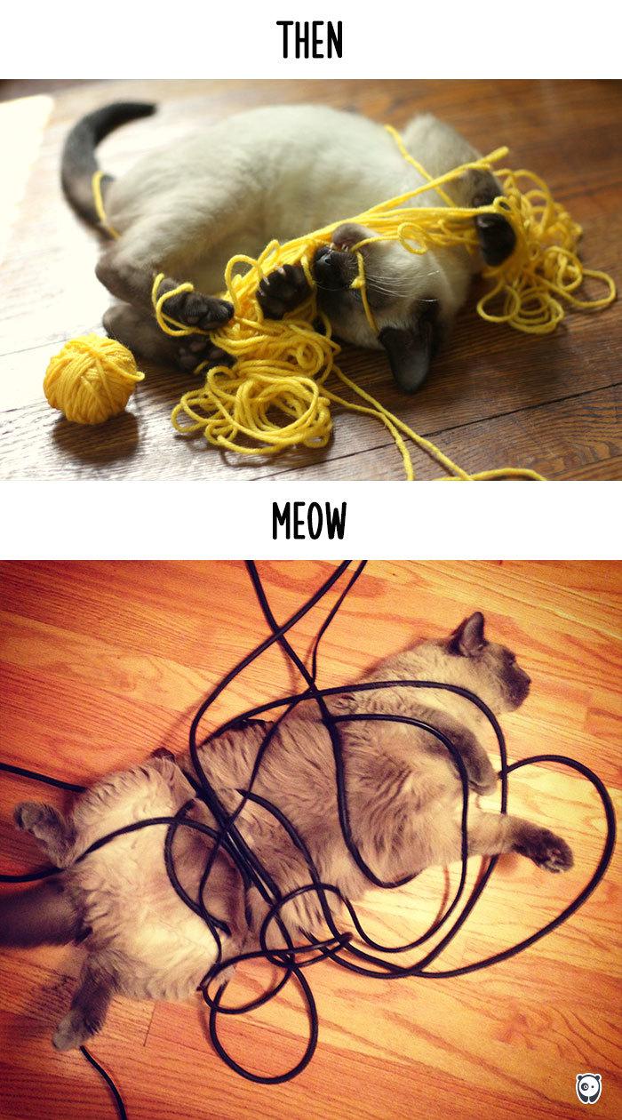  Autors: MiaSanMia Kā tehnoloģijas mainījušas kaķu dzīves