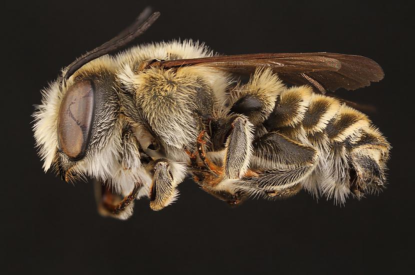 Daudzas biscaronu sugas ir maz... Autors: ezkins Noslēpumainās bites (makrouzņēmumi)