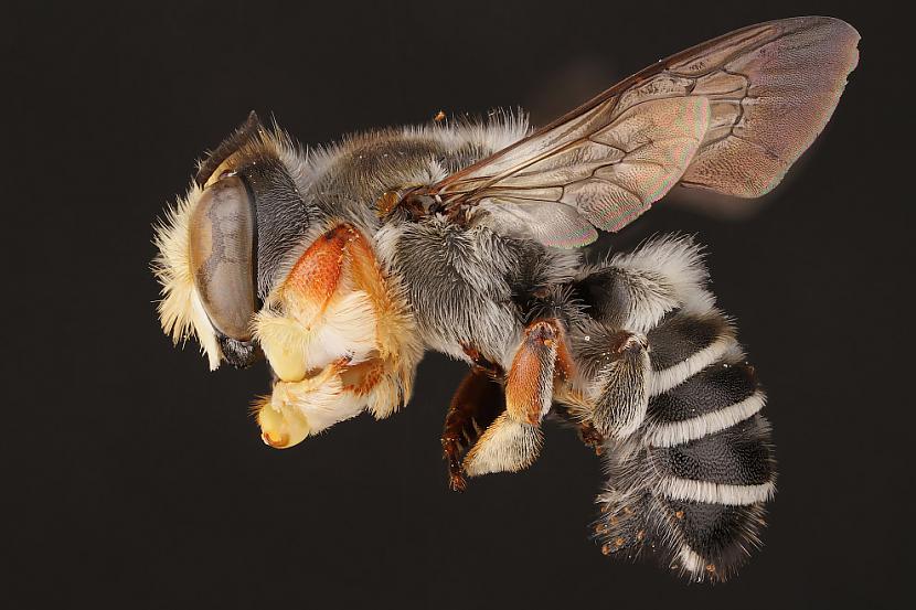 Bites kā apputeksnētāji... Autors: ezkins Noslēpumainās bites (makrouzņēmumi)