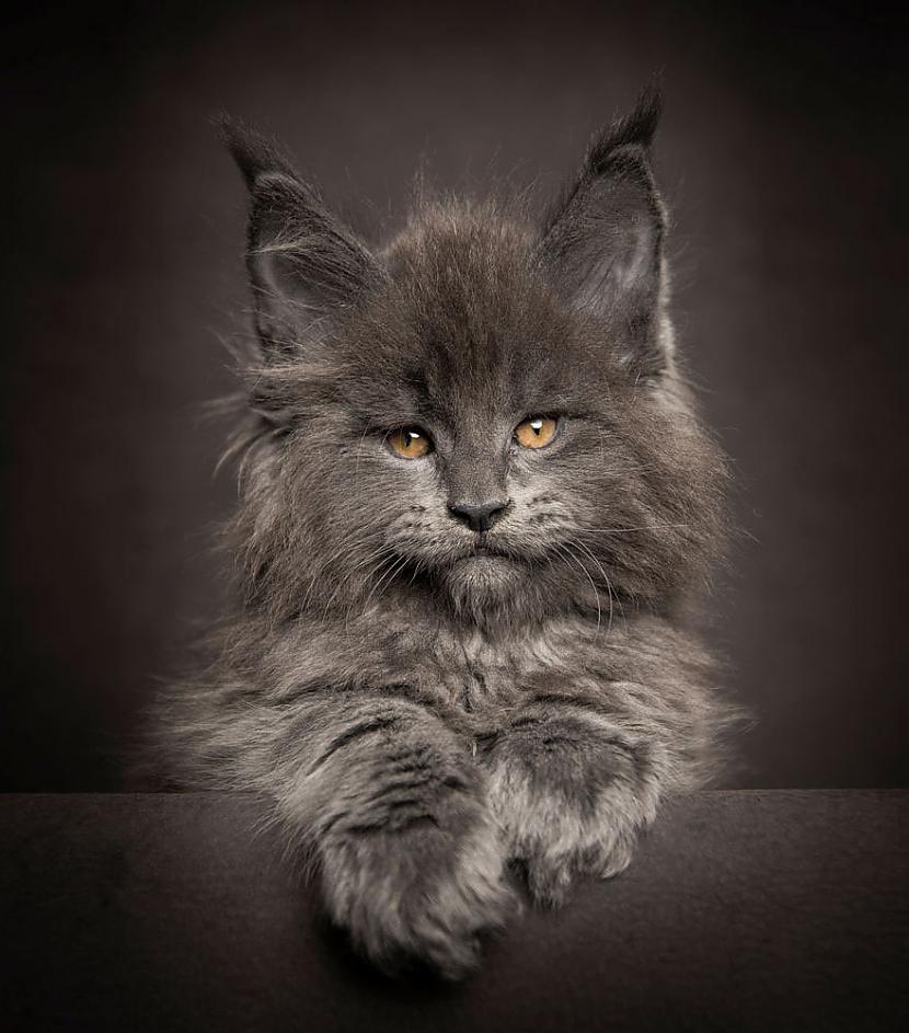  Autors: ArchiiTips Iespaidīgas kaķu fotogrāfijas #2