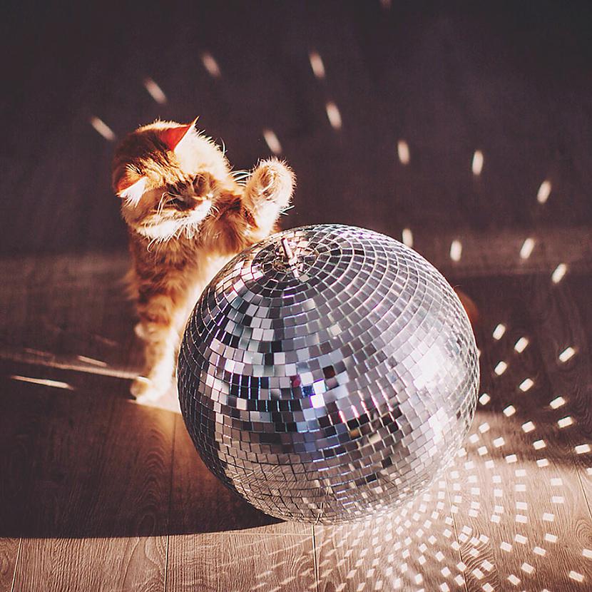  Autors: ArchiiTips Stilīgākais Instagram kaķis - Kotlete!
