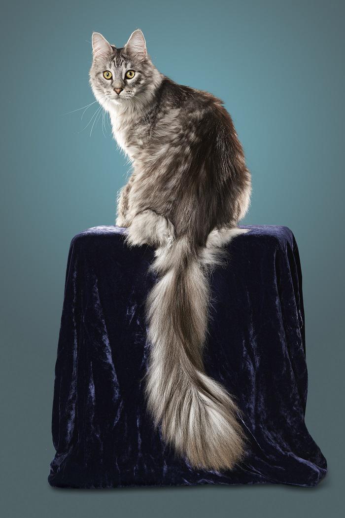 Kaķis ir garāko asti  446 cm Autors: matilde 18 dīvainākie Ginesa pasaules rekordi, kas uzstādīti 2017. gadā