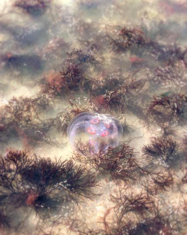 Ausainā aurēlija ir apaļa un... Autors: 100 A Liepājas pludmales apmeklētājus pārsteidz rozīgas medūzas!