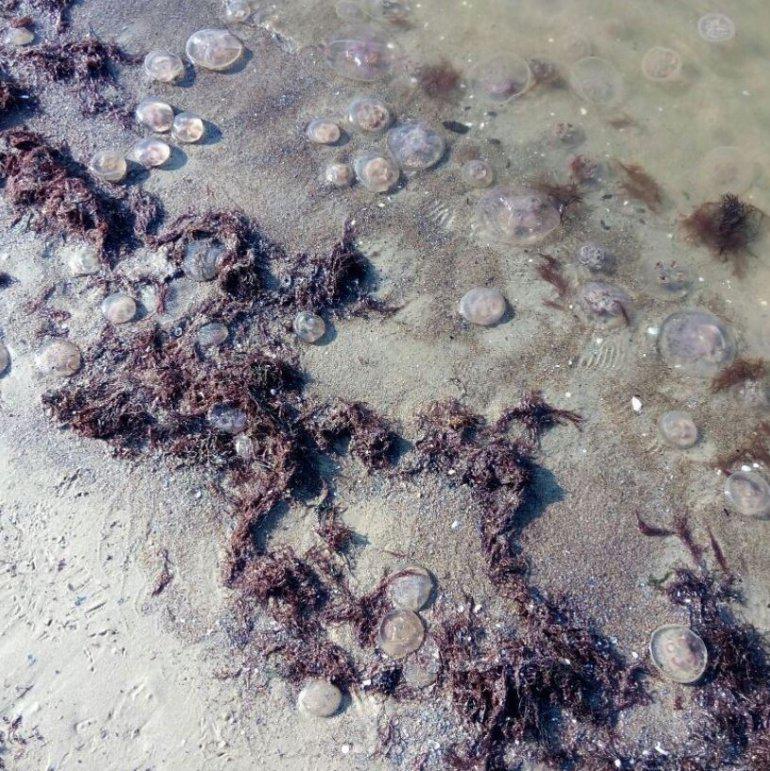 Ausainās aurēlijas ir mūsu... Autors: 100 A Liepājas pludmales apmeklētājus pārsteidz rozīgas medūzas!