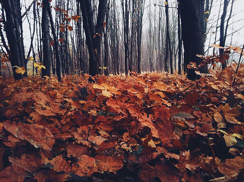  Autors: Fosilija Rudens bildes