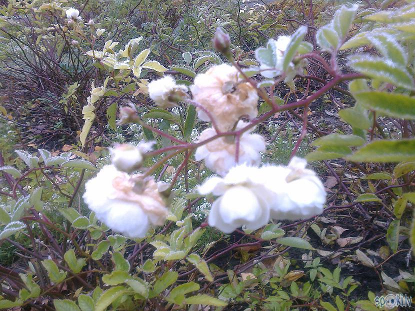 Nabaga baltās rozītes bija... Autors: ezkins Rudens, ziema, pavasaris... Vasara kur?