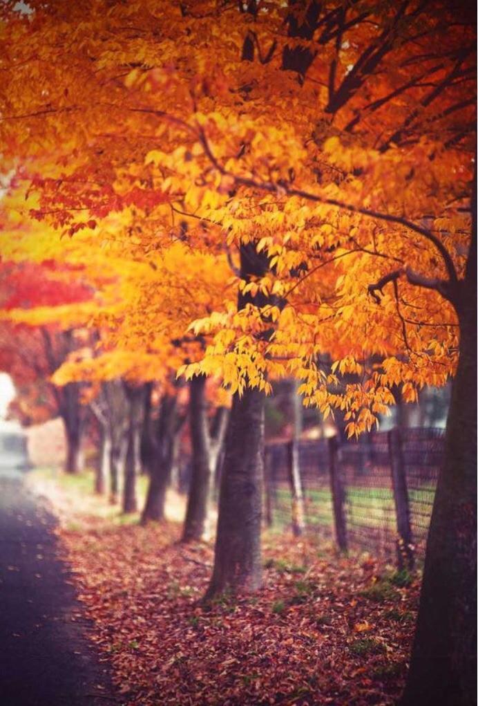  Autors: Fosilija Autumn #20