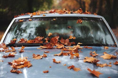  Autors: Fosilija Autumn #25