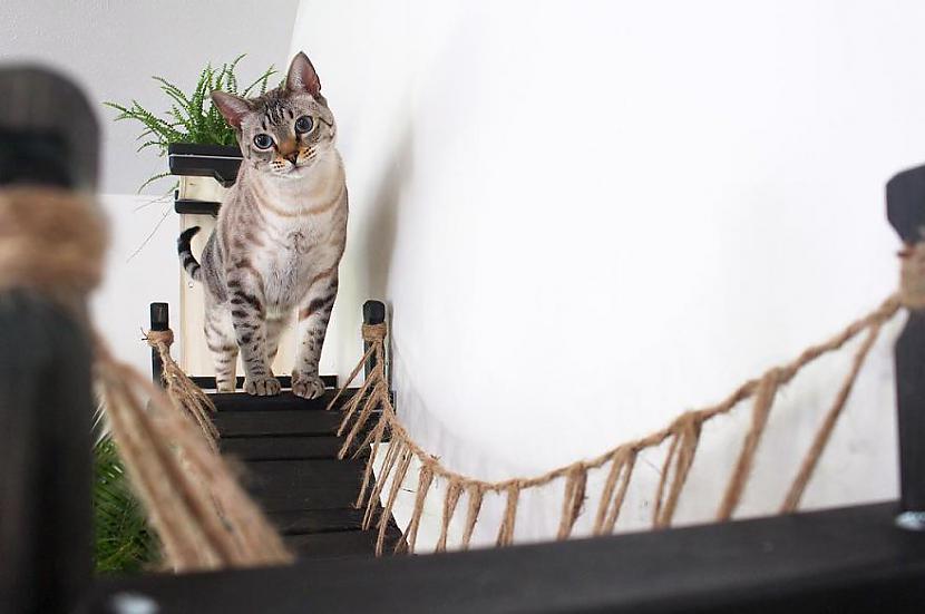  Autors: jaukumiņa Kāda ģimene izveidoja saviem kaķiem tiltu, kas viņiem ļoti noder.
