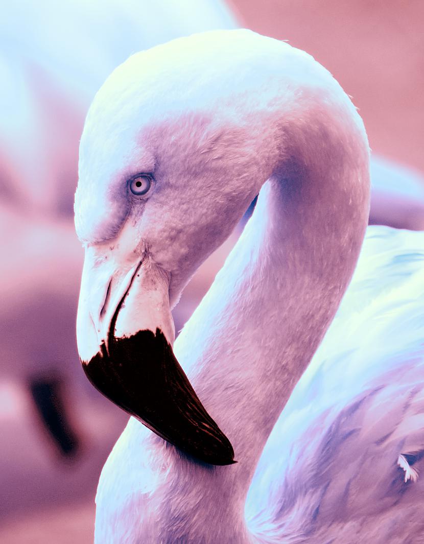  Autors: Strāvonis Flamingo