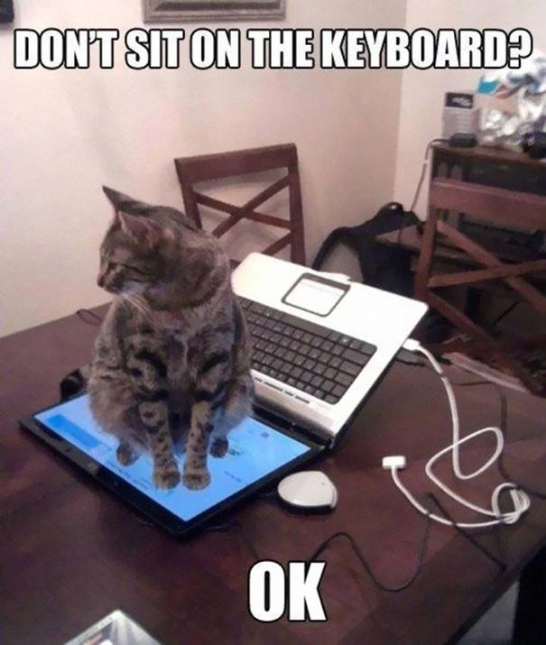 nesēdētnbspuz klaviatūras nu... Autors: evija35.spoki Kaķu loģika . . .