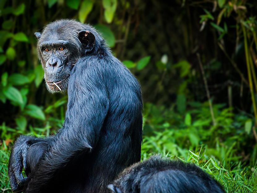 Scaronimpanze izmainīja... Autors: Lestets 10 reizes, kad dzīvnieki mainīja cilvēces vēsturi