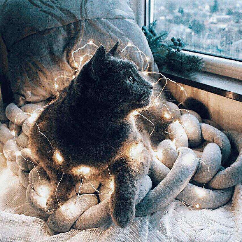  Autors: ALISDZONS Kaķis ar skaistākajām acīm