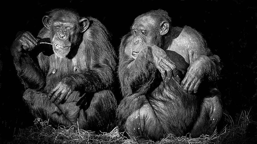 Foto PixabayquotVisas... Autors: Lestets Stāsti par šimpanzes un cilvēka hibrīdu esot taisnība