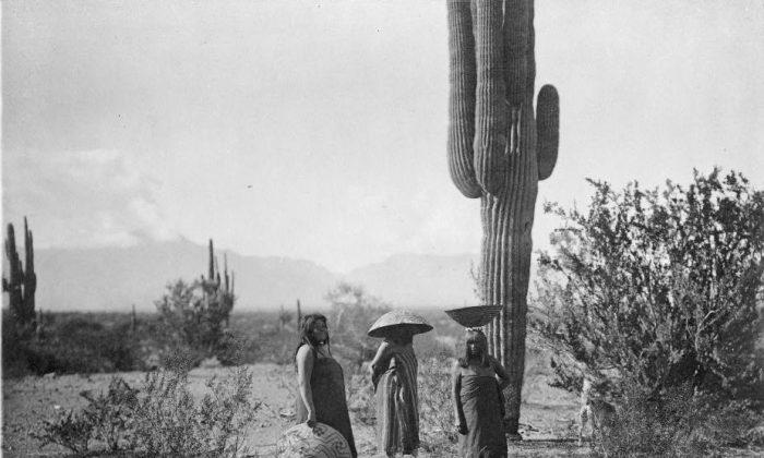 Saguaro augļu vācējas... Autors: Lestets Reti attēli par gandrīz aizmirsto Amerikas indiāņu vēsturi