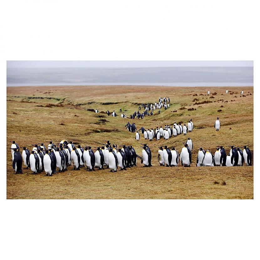  Autors: ALISDZONS Falkland Islands