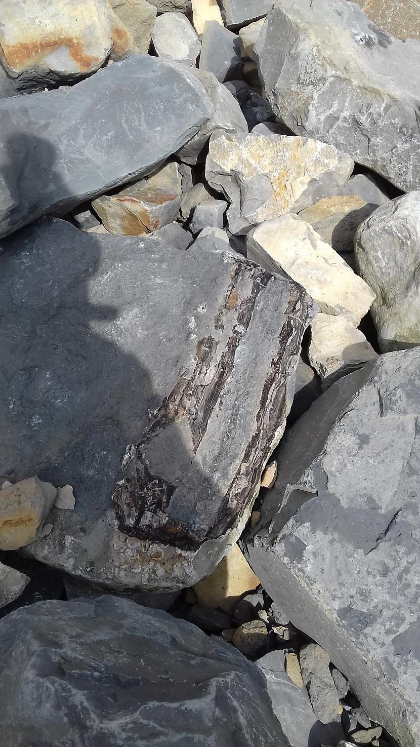 Koka fosīlija  visdrīzāk... Autors: Griffith Dunraven Bay, Southerndown, Wales - pavasaris.