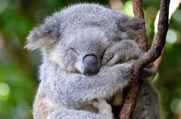 Koalas guļ 1618 stundas... Autors: Fosilija Koalas.
