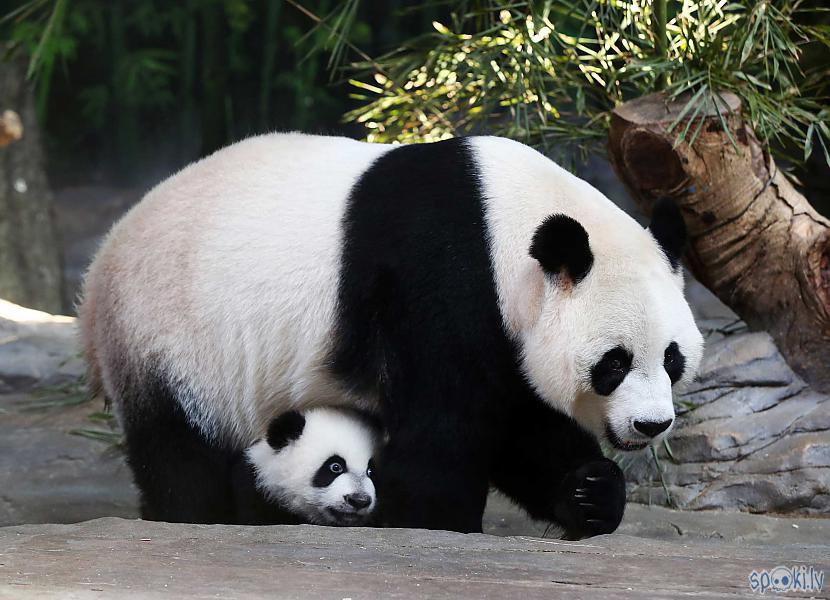 Pandu mātītēm savvaļā... Autors: vienanominkam Lielās pandas.